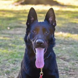 German Shepherds from Jarlshof German Shepherds
