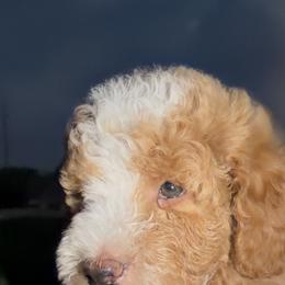 Boy 5 - male Golden Mountain Doodle puppy in Jurupa Valley, California from gucci_bentleys_goldendoodles