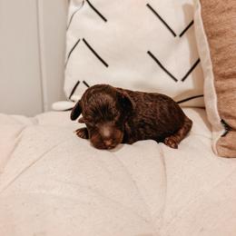Maple - Brown and white female Aussiedoodle puppy in Tryon, North Carolina from Melrose Mountain Farm