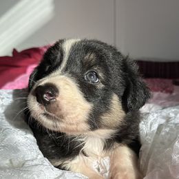 Paris - Black and white female Border Collie puppy in Henagar, Alabama from Ridge Kap Border Collies