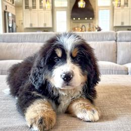 Bernese Mountain Dog Puppies from Golden Willow Puppies