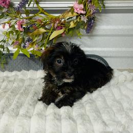 Ebony - Black and tan female Companion Cross puppy in Elgin, South Carolina from Silver Bells Paw Prints