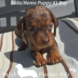 Boy 1 ( Puppy 1 by Birth order) - Dapple male Dachshund puppy in Anamosa, Iowa from Melsh Precious Pets