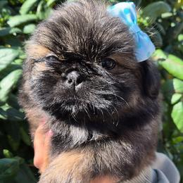 Pink Collar - Brindle female Shih Tzu puppy in El Paso, Texas from Paws Of Beauty
