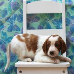Clumber Spaniel and Irish Red and White Setter Puppies from NyaStar & Chequamegon