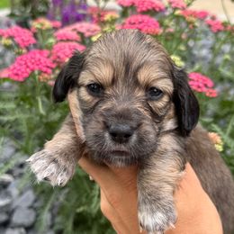 Daisy, shaded cream pie- AKC - Cream female Dachshund puppy in North Branch, Michigan from Monarch Miniature Dachshunds