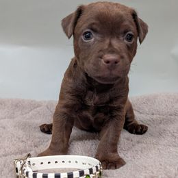 Patterdale Terrier Puppies from Moormont Kennels