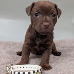 Patterdale Terrier Puppies from Moormont Kennels