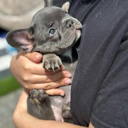 Diamond - Blue female French Bulldog puppy in Washington from Pawcific Coast Bullies