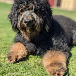 Bernedoodle, Goldendoodle, and Aussiedoodle All Grown Up from Arizona Goldendoodles