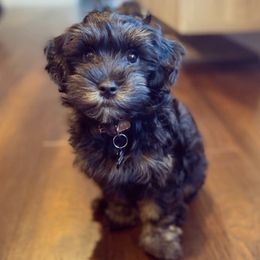 Havanese and Havapoos from Happy Havanese and Havapoo