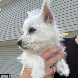Yellow - White female West Highland White Terrier puppy in Bessemer City, North Carolina from JJs Puppies of the Carolinas