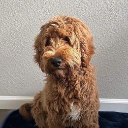 Rubi - Red  female Goldendoodle puppy in Monument, Colorado from Colorado Dreamin Doodles