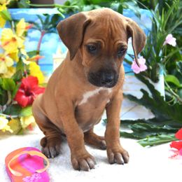 Nigella - Rd whtn blk nose female Rhodesian Ridgeback puppy in Eustis, Florida from Kengali Rhodesian Ridgebacks