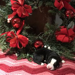 Bernese Mountain Dog Puppies from Stone Hill Farm