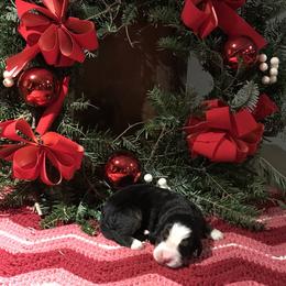 Bernese Mountain Dog Puppies from Stone Hill Farm