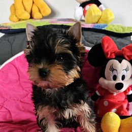 Yorkshire Terriers from Rita's Yorkie Love