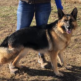 Valkyrie - German Shepherd