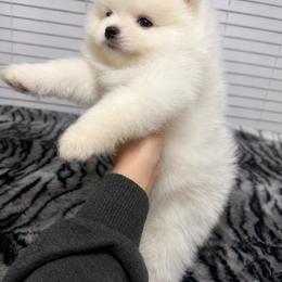 Pomeranian Puppies from D’ Pomlovers