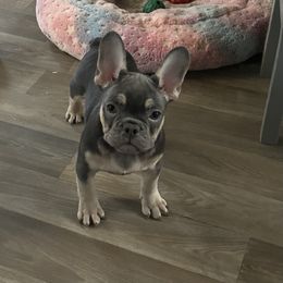 Brown Collar - French Bulldog puppy from Frenchies Du Jour