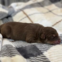 Carl - Red tri-color male Australian Shepherd puppy in Nicholasville, Kentucky from Sugar Creek Aussies