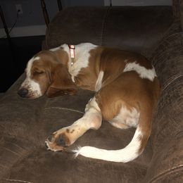 Honey - Basset Hound