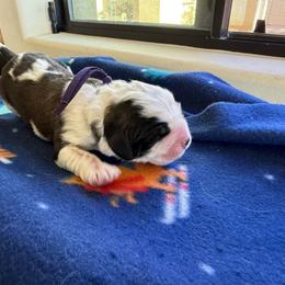 Purple collar - Brown and white female Saint Bernard puppy in Ramona, California from Buendias Ranch Saint Bernards & Bernese Mountain Dogs