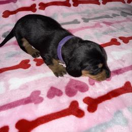 Girl 2 - Black and tan female Dachshund puppy in Hockley, Texas from Mona Bella Doxies