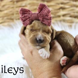Baileys - Red  female Goldendoodle puppy in Casa Grande, Arizona from AzDoodle Dandies