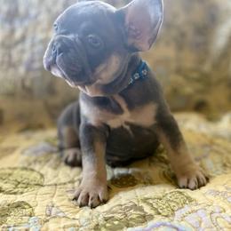 Bubba - Blue male French Bulldog puppy in Greeley, Colorado from Mandy Moon French Bulldogs