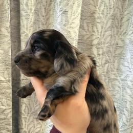 Blue collar - Black and cream female Dachshund puppy in Centralia, Washington from FairyTail Dachshunds
