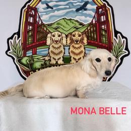 Mona belle - Dachshund
