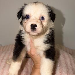 Moscato - Black tri-color female Australian Shepherd puppy in Anniston, Alabama from All Hale Aussies