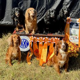 English Cocker Spaniel All Grown Up from SunSage Sporting Dogs