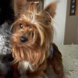 Piper - Yorkshire Terrier