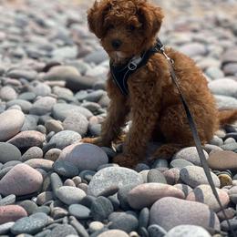 Goldendoodle Puppies from Mini Island Doodles