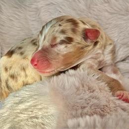 Boy 3 - Red merle male Australian Shepherd puppy in Ramona, California from Blue Moon Aussies