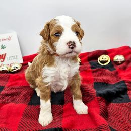 Ginger - Red female Bernedoodle puppy in Granton, Wisconsin from Rose River Farms