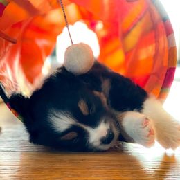Miniature American Shepherd Puppies from Stones River Miniature American Shepherds