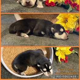 Jack - Black and white male Siberian Husky puppy in Canton, Ohio from Bleu Skies Siberian Huskies