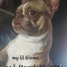 Gizzy - Boston Terrier