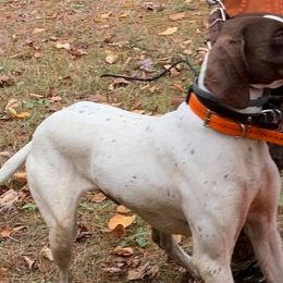 German Shorthaired Pointers from Outback Kennels