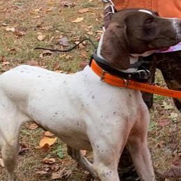 German Shorthaired Pointers from Outback Kennels
