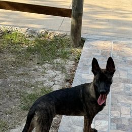 Belgian Malinois and xDutch Shepherd Puppies from Ruach Kaizen Malinois