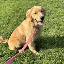 Golden Retriever Puppies from N.W. Mountain Retrievers