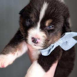 Jasmine - Black tri-color female Australian Shepherd puppy in Georgetown, Texas from River Reign Australian Shepherds