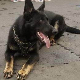 German Shepherds from Elwha Klallam K-9's