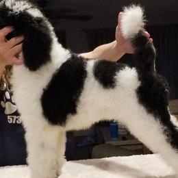 Poodles from Jazzy's Standards poodles