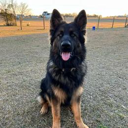 Xander - German Shepherd