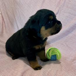 Rain - Black and mahogany female Rottweiler puppy in Crothersville, Indiana from The Solid Rock Kennel
